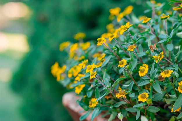 Nahaufnahme gelber Blüten, die im Freien blühen