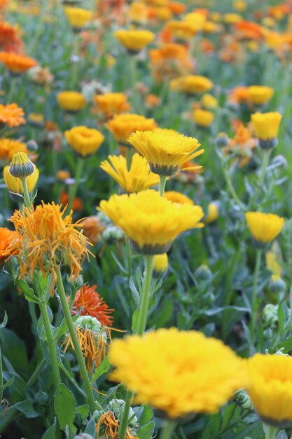 Foto nahaufnahme gelber blüten, die im freien blühen