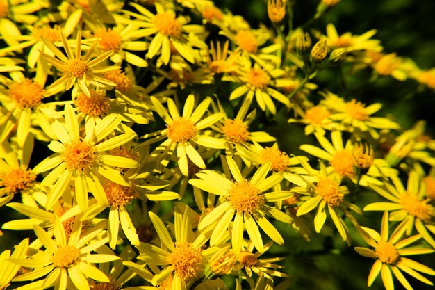 Foto nahaufnahme gelber blüten, die im freien blühen