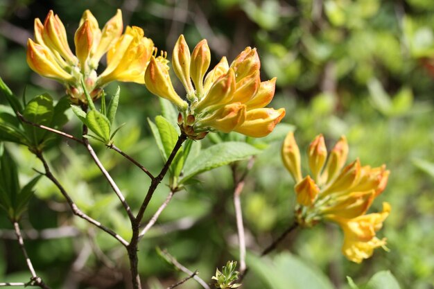 Foto nahaufnahme gelber blüten, die im freien blühen