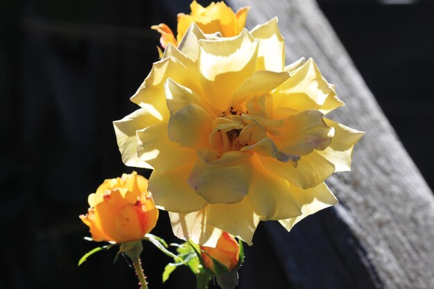 Nahaufnahme gelber Blüten, die im Freien blühen