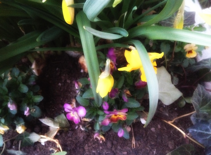 Foto nahaufnahme gelber blüten