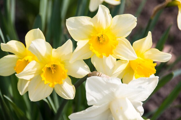 Foto nahaufnahme gelber blüten