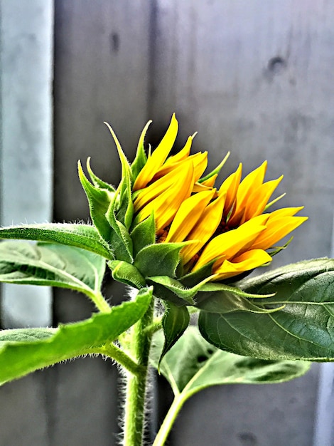 Foto nahaufnahme gelber blüten