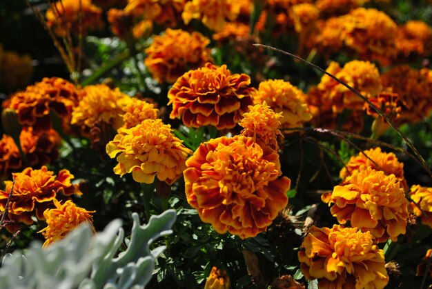 Foto nahaufnahme gelber blüten