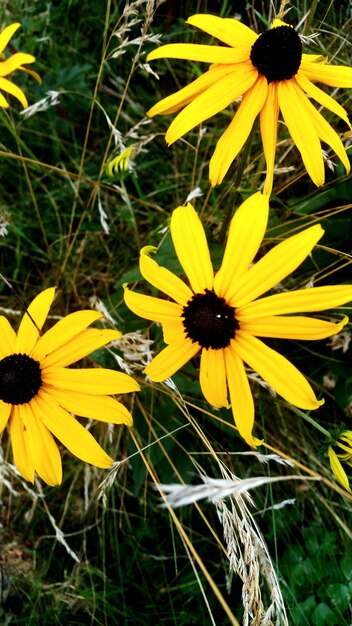 Foto nahaufnahme gelber blüten