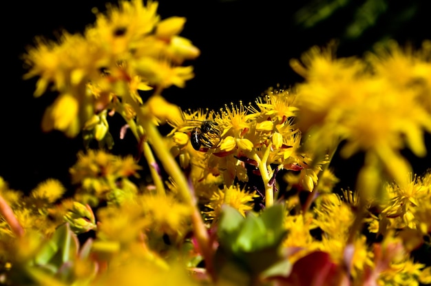 Foto nahaufnahme gelber blüten