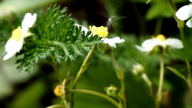 Foto nahaufnahme gelber blüten