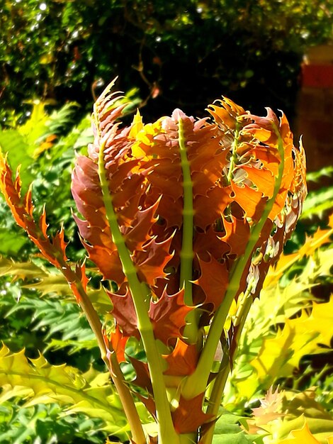 Foto nahaufnahme gelber blüten