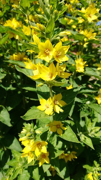 Foto nahaufnahme gelber blüten