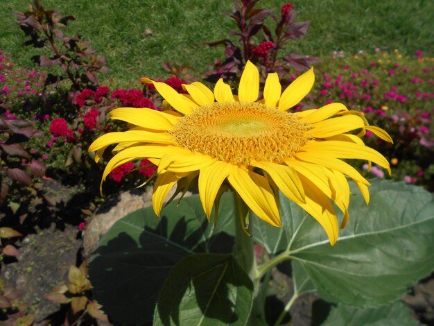 Foto nahaufnahme gelber blüten