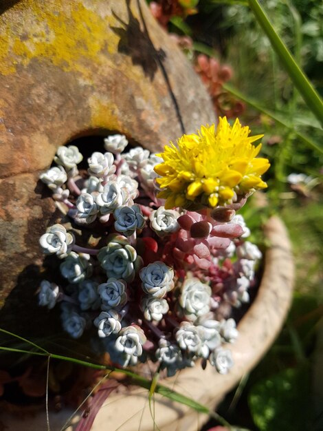 Nahaufnahme gelber Blüten