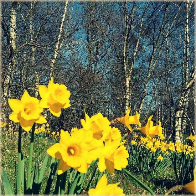 Foto nahaufnahme gelber blüten