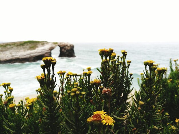 Nahaufnahme gelber Blumen am Strand