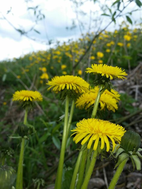 Foto nahaufnahme gelber blumen, die auf dem feld wachsen