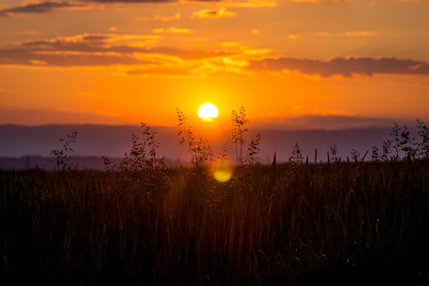 Foto nahaufnahme gelber blumen, die bei sonnenuntergang auf dem feld wachsen