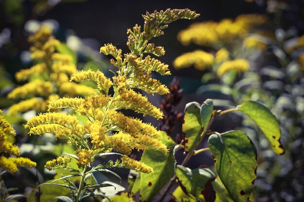 Foto nahaufnahme gelber blumen, die im garten wachsen