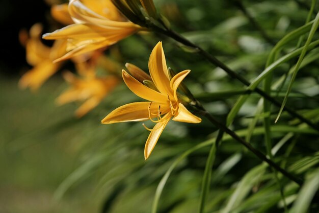 Nahaufnahme gelber Blumen vor verschwommenem Hintergrund