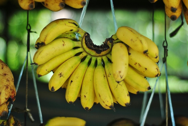 Foto nahaufnahme gelber früchte, die an blättern hängen