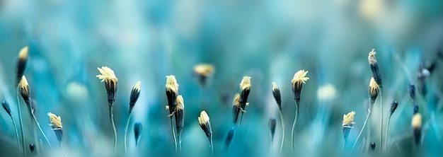 Nahaufnahme gelber Löwenzahn blüht auf dem Sommerwiesefeld. Weicher blauer Naturblumenpanoramahintergrund