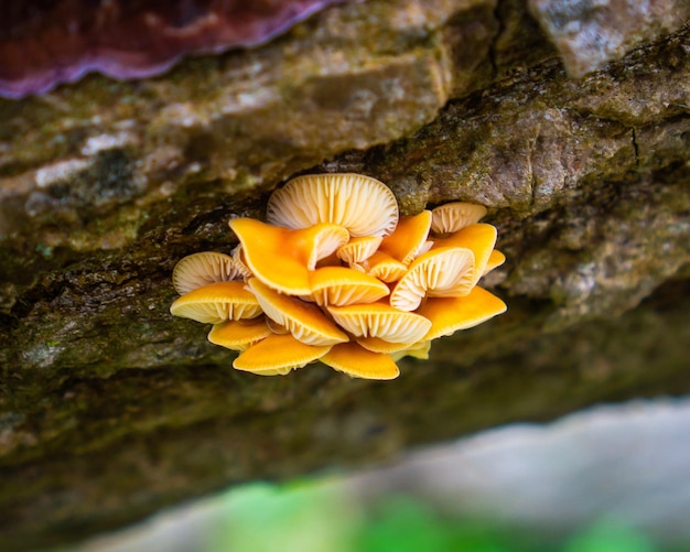 Nahaufnahme gelber Pilze, die auf Felsen wachsen