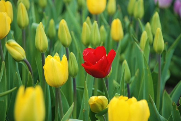 Foto nahaufnahme gelber tulpen auf dem feld