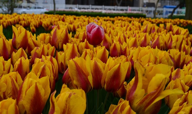 Nahaufnahme gelber Tulpen auf dem Feld