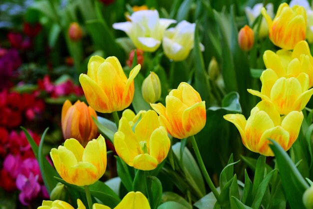 Nahaufnahme gelber Tulpen, die auf dem Feld blühen