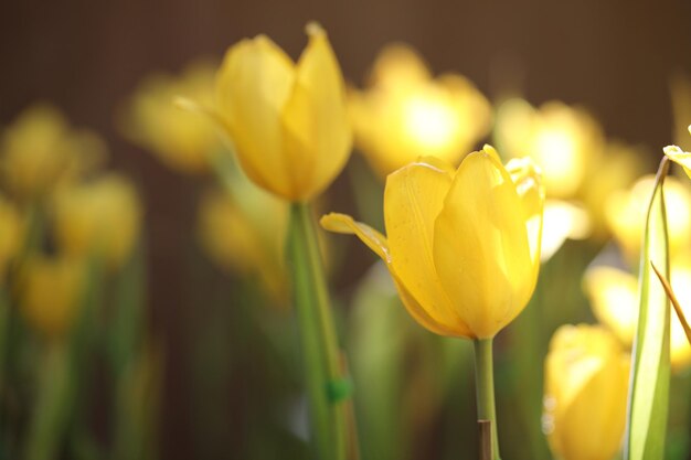 Nahaufnahme gelber Tulpen, die im Freien blühen