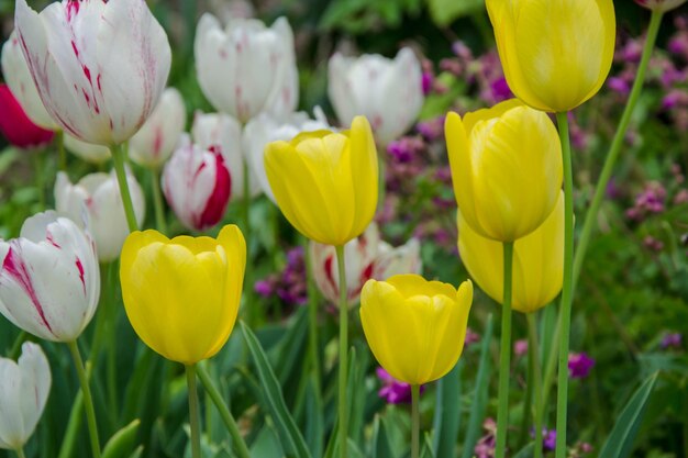 Foto nahaufnahme gelber tulpen