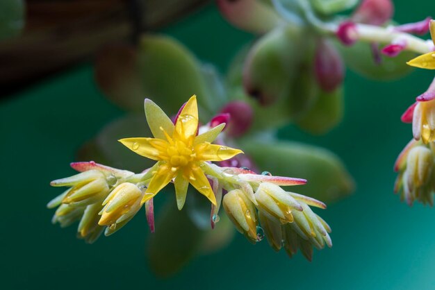 Nahaufnahme gelber und roter Echeveria-Blüten mit Wassertropfen und überwiegend grünem Hintergrund