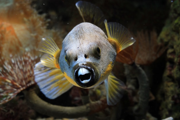 Nahaufnahme Gesicht Kugelfisch Vorderansicht