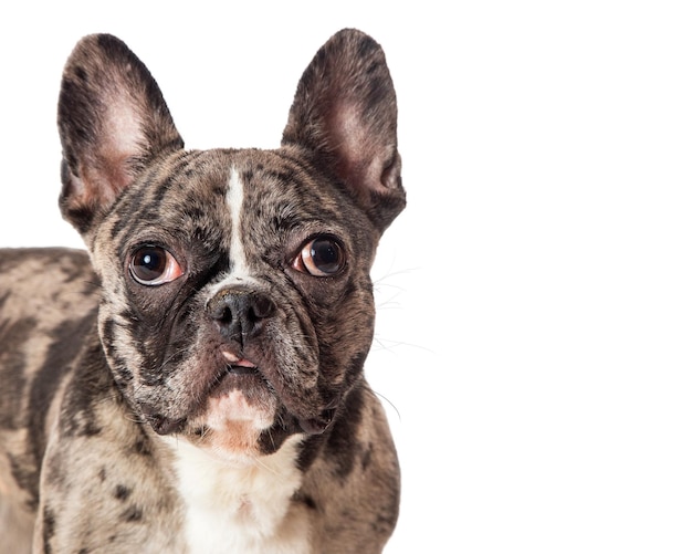 Nahaufnahme gestromte französische Bulldogge