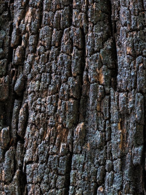 Nahaufnahme getrocknete Beschaffenheit der dunkelbraunen Barke.