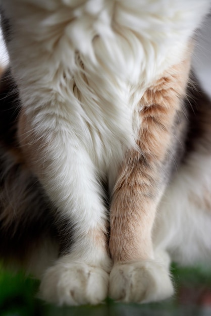 Nahaufnahme grauer britischer Katzenpfoten, die auf dem Tisch sitzen