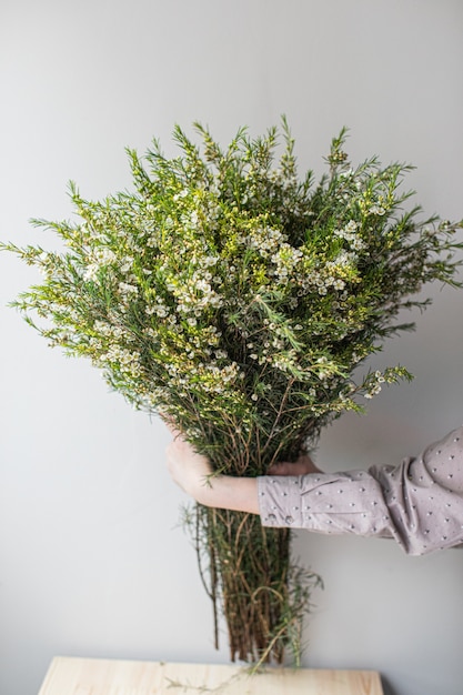 Nahaufnahme großer schöner blumenstrauß der weißen wachsblume. blumenhintergrund und hintergrundbild. blumengeschäftskonzept. schönes frisch geschnittenes bouquet. blumenlieferung.