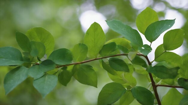 Nahaufnahme grüner Blätter in der Natur