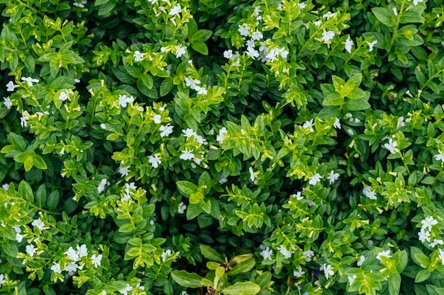 Nahaufnahme grüner Blätter und weißer Blüten von Cuphea hyssopifolia Hintergrund Naturblatt-Texturmuster