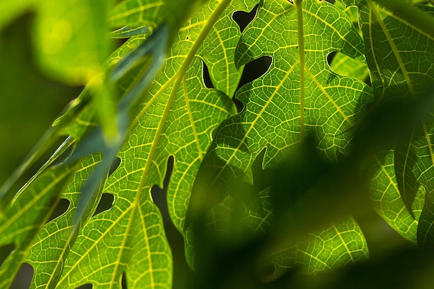 Foto nahaufnahme grüner blätter