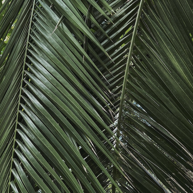 Nahaufnahme grüner exotischer tropischer Palmenblätter Schöner sommerlicher exotischer tropischer Naturhintergrund Sommerreise-Urlaubskonzept