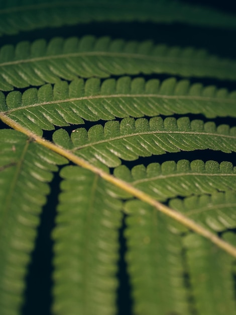 Nahaufnahme grüner Farn hinterlässt Textur in der Natur