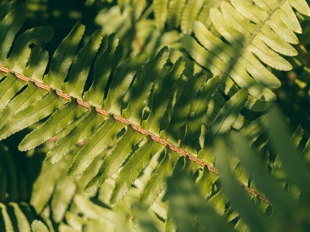 Nahaufnahme grüner Farn hinterlässt Textur in der Natur