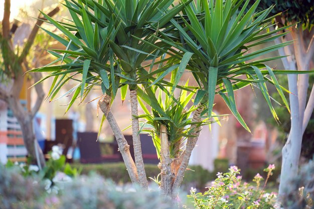 Nahaufnahme grüner tropischer Pflanzen im Sommergarten