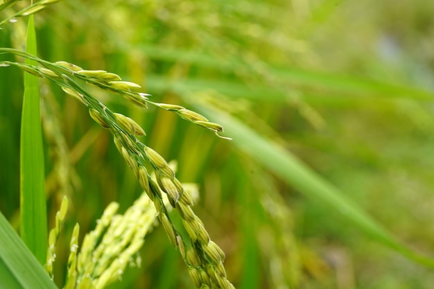 nahaufnahme grünes feld ländlicher natürlicher hintergrund