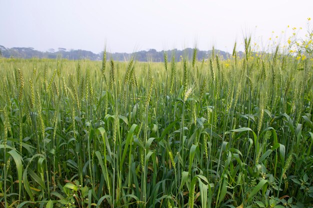 Nahaufnahme grünes Weizen-Spike-Korn auf dem Feld