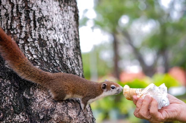 Nahaufnahme Hände des alten Mannes, der Brot sendete, um ein Eichhörnchen auf einem Baum auf allgemeinem Park zu geben