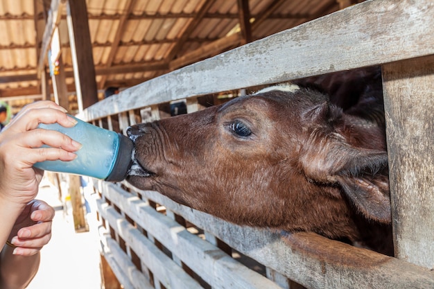 Nahaufnahme - Hand Tourist füttert Kuh auf Milch von Plastikflasche in Thailand Aufzuchtfarm.