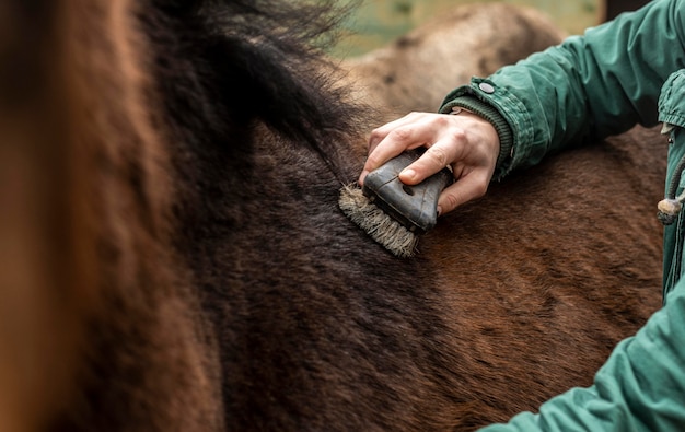 Foto nahaufnahme-handbürstenpferd im freien