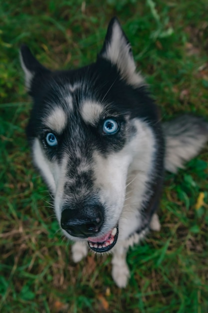 Nahaufnahme heiserer Hund schaut in die Linse Blaue Augen Hund