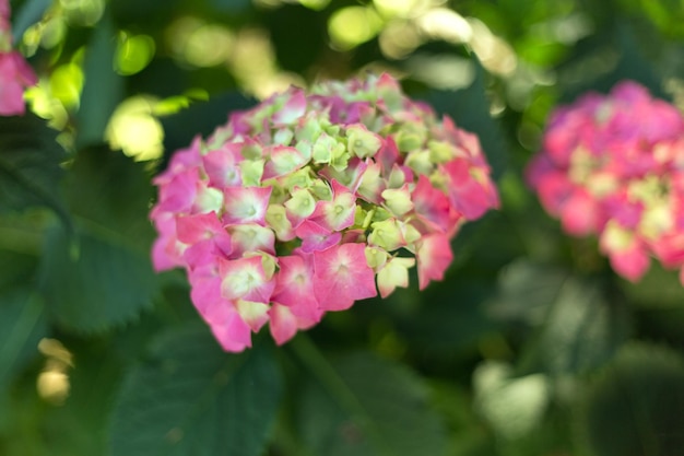 Nahaufnahme hellrosa Hortensia frische Blumen verwischen den Hintergrund